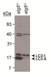Polyclonal Rabbit anti-Human MAP1LC3B / LC3B Antibody (Biotin, aa1-100, IHC, WB)