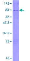 Human NFS1 Protein (Recombinant GST)