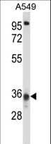 CCDC50 Antibody (aa86-114)