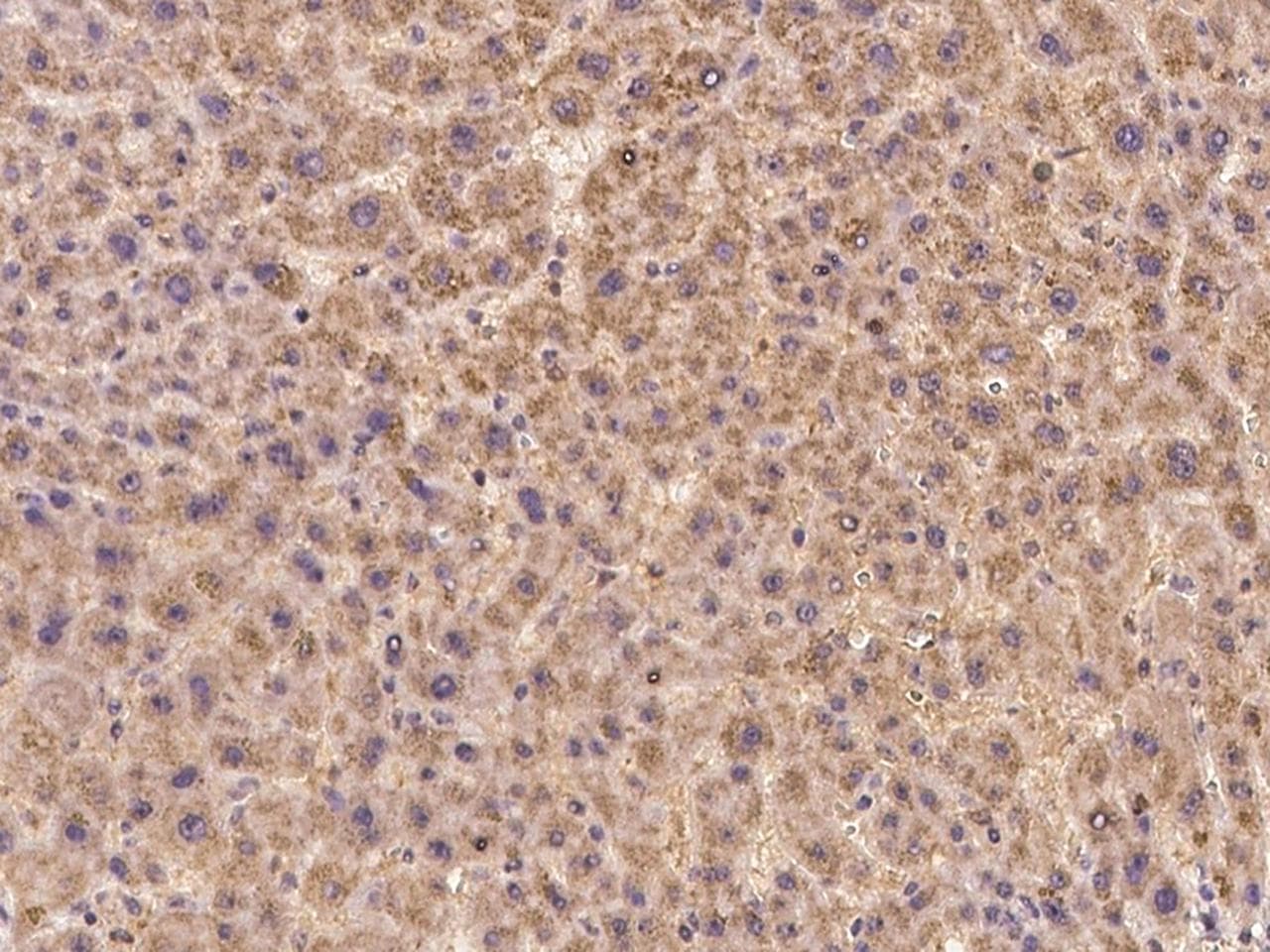Polyclonal Rabbit anti-Human C13orf34 / BORA Antibody (IHC, IF)