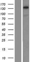 TRIM24 / TIF1 Protein (Over-Expression Lysate Myc-DDK (Flag))