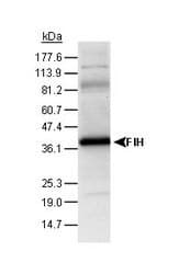 HIF1AN Antibody (C-Terminus, DY650)