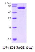 Mouse NUCB2 / Nucleobindin 2 Protein (Recombinant His)