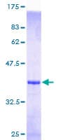 Human MEF2BNB Protein (Recombinant GST)