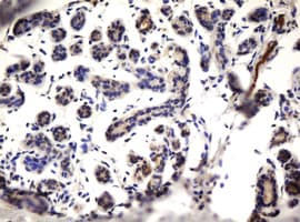 ZNF280A Antibody (aa1-333, clone OTI3G4)