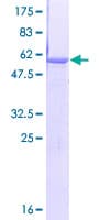 Human COPE Protein (Recombinant GST)