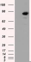 SATB1 Antibody (clone OTI3E12)