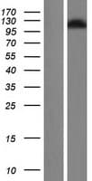 RAB3GAP1 Protein (Over-Expression Lysate Myc-DDK (Flag))