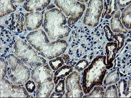 ARMC1 Antibody (clone OTI2G8, Carrier-free)