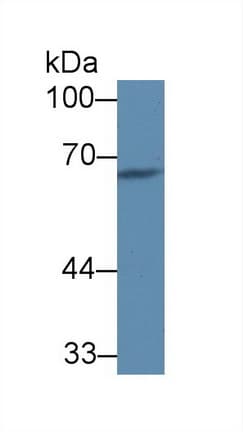 Polyclonal Rabbit anti-Rat Complement C8A Antibody (APC, WB)