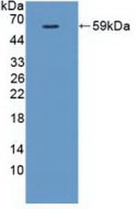 FLT1 / VEGFR1 Antibody (aa167-424, Biotin)