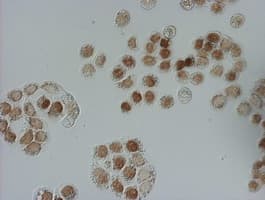 BrdU Antibody (clone 1C7)