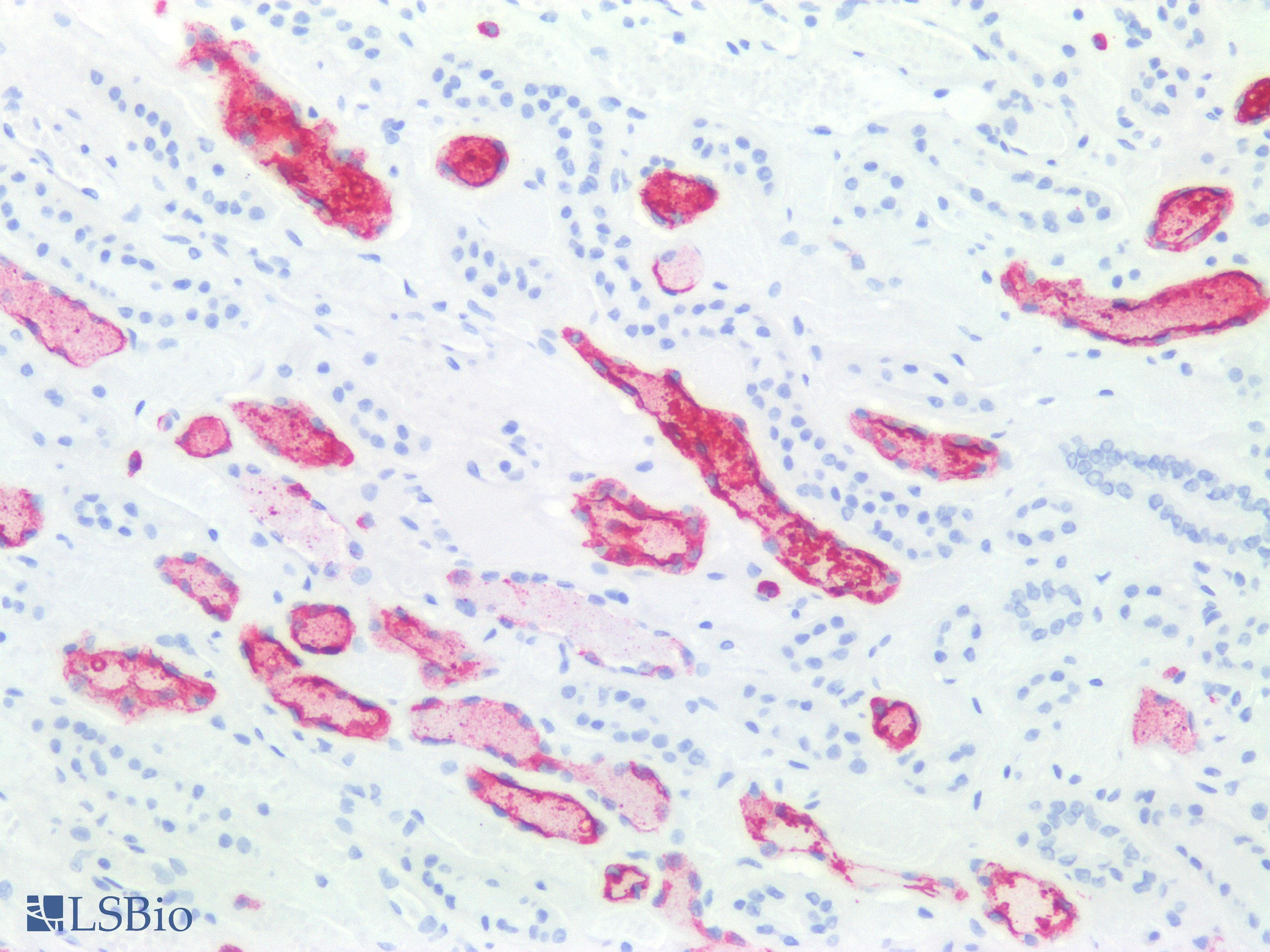 SSEA-1 / Lewis x / CD15 Antibody