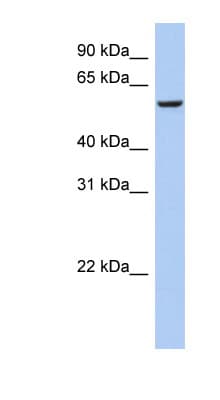 FBX33 / FBXO33 Antibody (aa431-480)