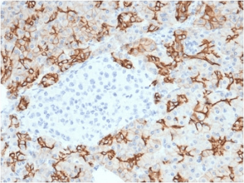 TROP2 / TACSTD2 Antibody (clone TACSTD2/2153)