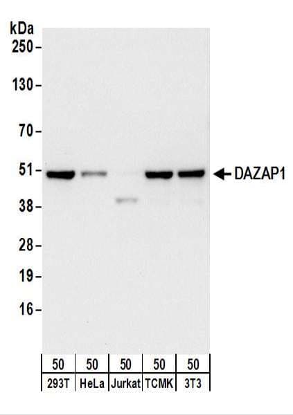 DAZAP1 Antibody (aa75-125)