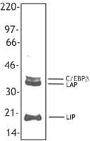 C/EBP Beta / CEBPB Antibody (clone 1H7)