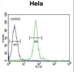 Polyclonal Rabbit anti-Human CTDSPL Antibody (aa1-30, WB)