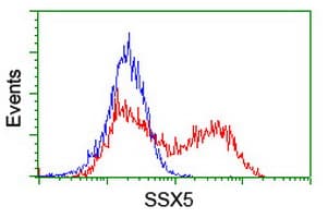 SSX5 Antibody (clone OTI3G6)