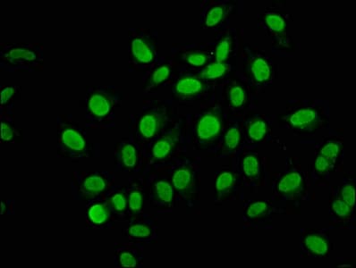 AHNAK2 Antibody