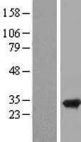 RPAIN Protein (Over-Expression Lysate Myc-DDK (Flag))