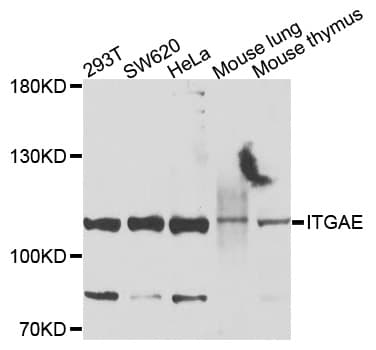 Polyclonal Rabbit anti-Human ITGAE / CD103 Antibody (WB)