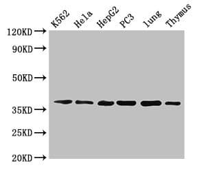 ANXA1 / Annexin A1 Antibody (Biotin)