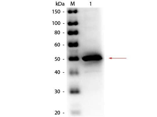 ALPI / Alkaline Phosphatase Antibody (Lyophilized, HRP)