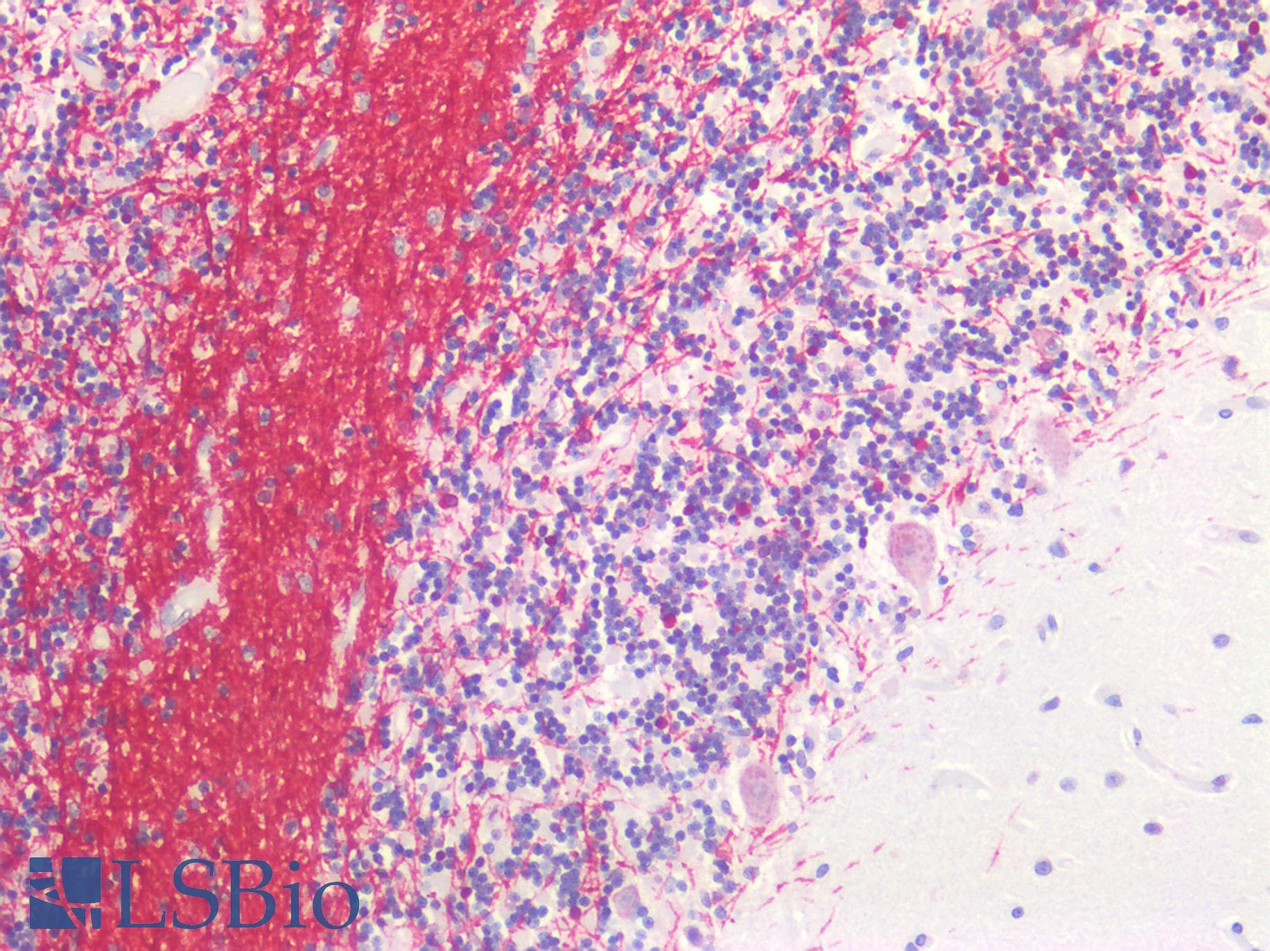 IHC-plus™ MBP / Myelin Basic Protein Antibody