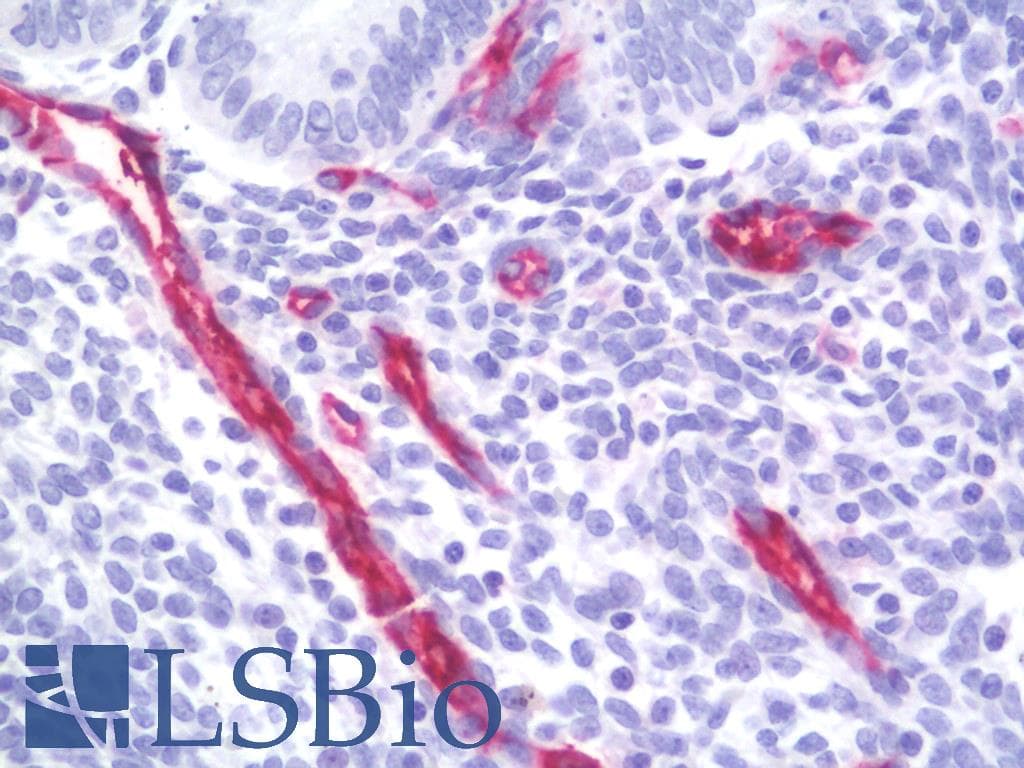 PECAM-1 / CD31 Antibody (clone 1H6, Carrier-free)