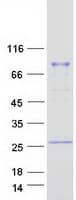 Human LIM Protein / LPP (Recombinant Myc-DDK (Flag))