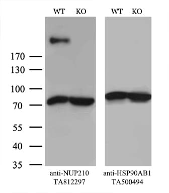 NUP210 / gp210 Antibody (aa27-400, clone OTI7G1)