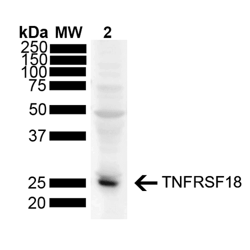 TNFRSF18 / GITR Antibody (clone T9P4G4-D7, RPE)