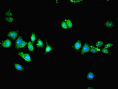 SMURF1 Antibody