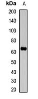 Polyclonal Rabbit anti-Human AIFM3 Antibody (WB)