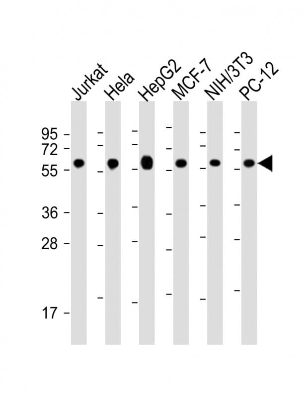 HSPD1 / HSP60 Antibody