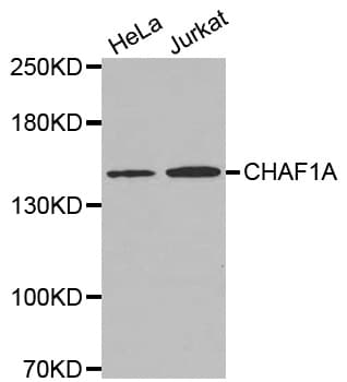 Polyclonal Rabbit anti-Human CHAF1A / CAF1 Antibody (WB)
