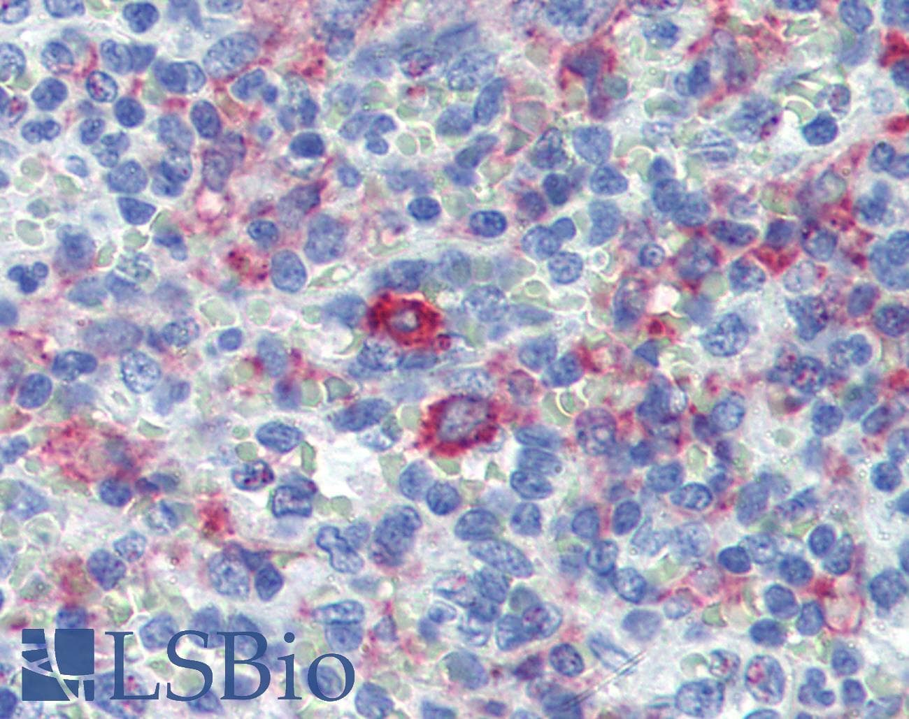 PathPlus™ CD163 Antibody (clone GHI/61)
