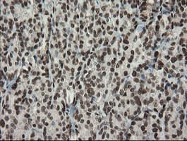 TLE1 / TLE 1 Antibody (aa180-460, clone OTI1H2, Carrier-free)