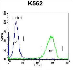 PAICS / ADE2 Antibody (aa95-123)