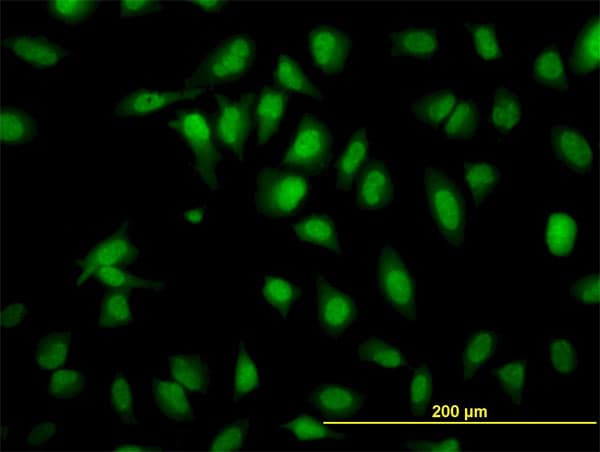 SH2D4A Antibody (clone 3G8)
