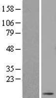 DNAJC19 Protein (Over-Expression Lysate Myc-DDK (Flag))