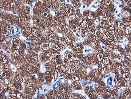 CYP2A6 Antibody (clone OTI5F8)