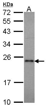 RAP1A Antibody (aa1-134)