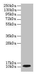 IHC-plus™ DYNLL1 / PIN Antibody (aa1-89)