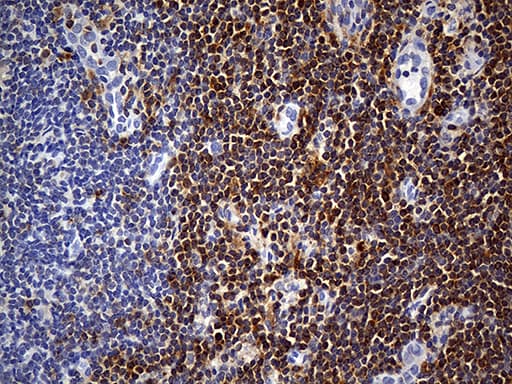 Monoclonal Mouse anti-Human CYTH4 / PSCD4 Antibody (clone OTI4A5, Carrier-free, IHC, WB)