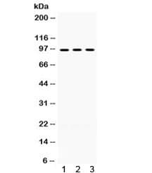 OPA1 Antibody
