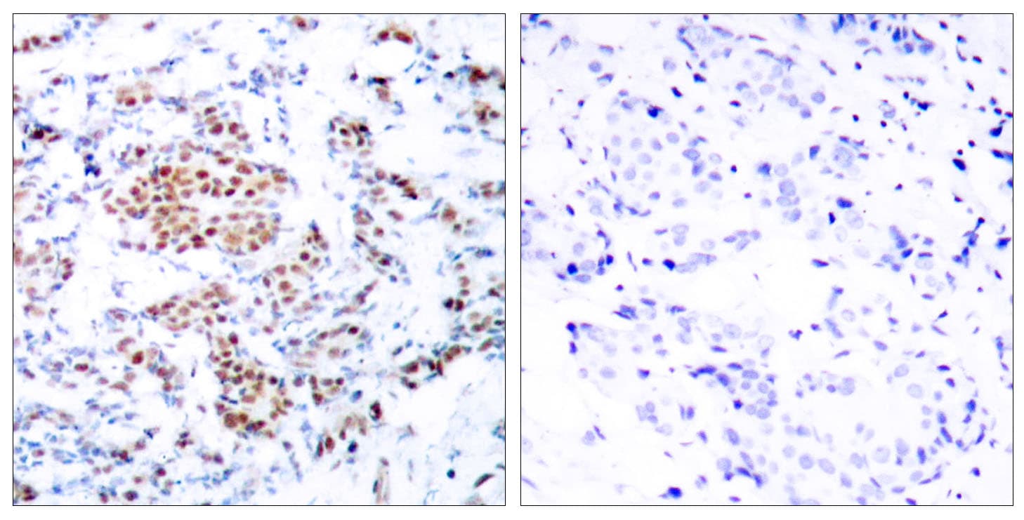 STAT5A Antibody (aa666-715)