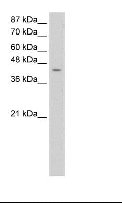 HOMER1 / Homer 1 Antibody (aa281-330, Biotin)