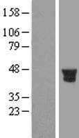Human PTPN7 / HEPTP Protein (Over-Expression Lysate Myc-DDK (Flag))